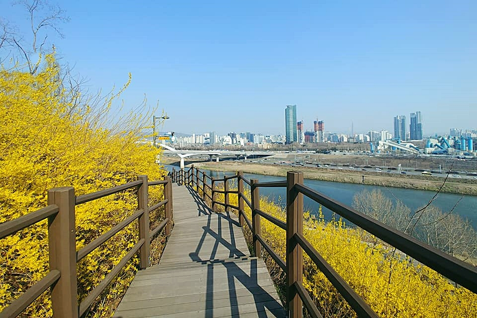서울 여행 응봉산 개나리 축제 응봉산 팔각정 봄꽃구경