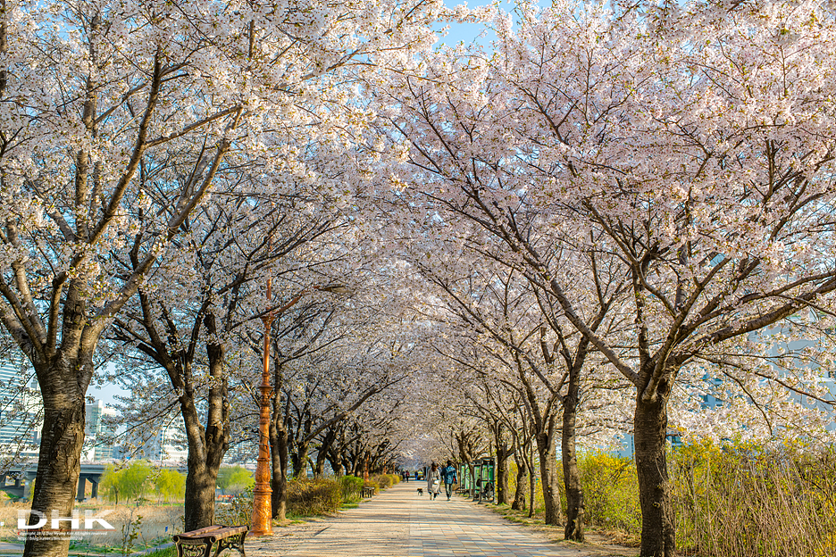 2024 벚꽃 개화시기 만개 절정시기 전국 대표 벚꽃명소 국내 벚꽃축제