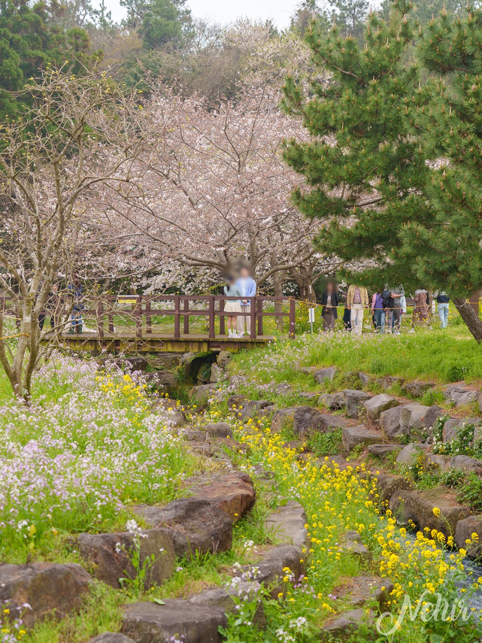 제주도 벚꽃 명소 서귀포 예래생태공원 벚꽃 개화시기