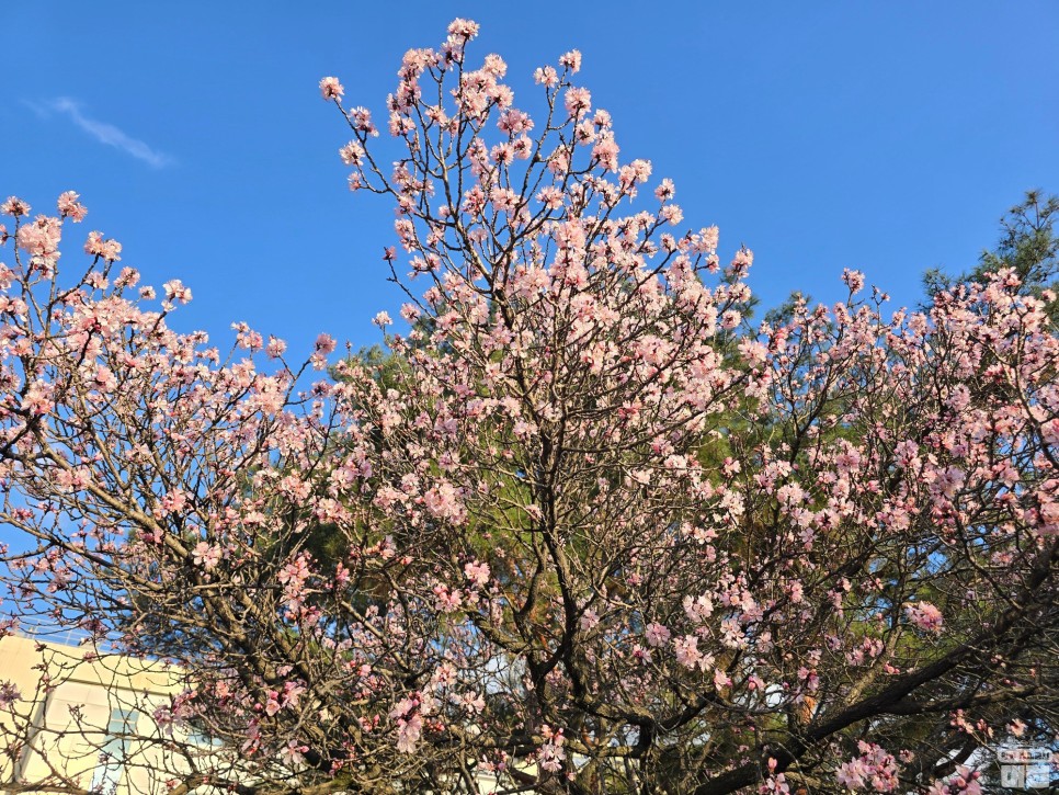 대전 목련 보기 좋은 곳 - 대덕연구단지 과학로의 목련 & 봄꽃