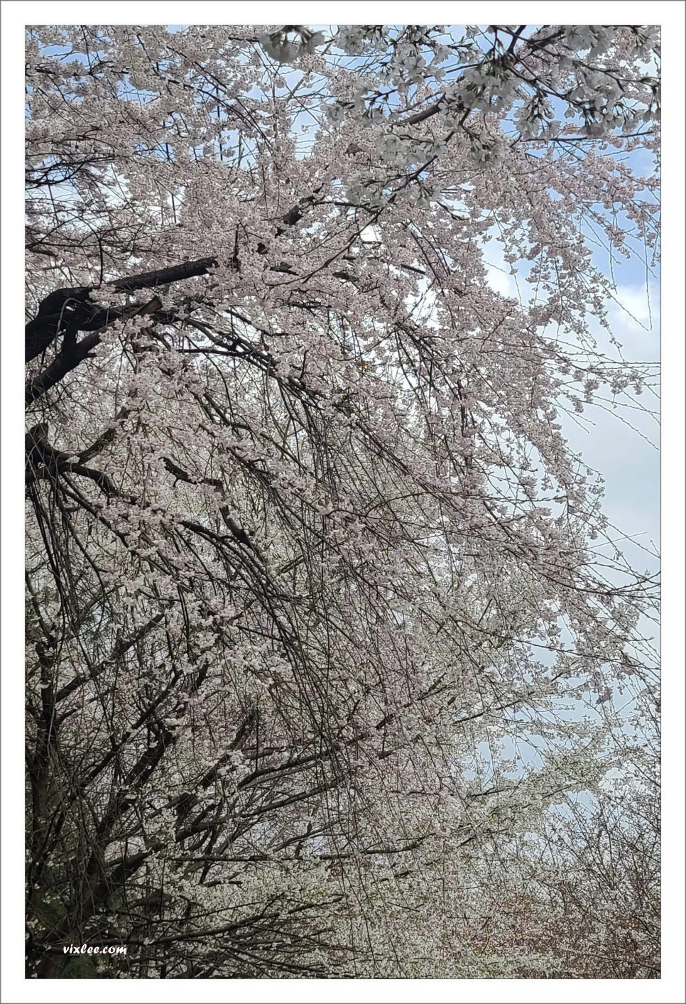3.30. 장지천 벚꽃길 절반 만개, 왕벚나무, 수양벚꽃/능수벚꽃/처진올벚나무