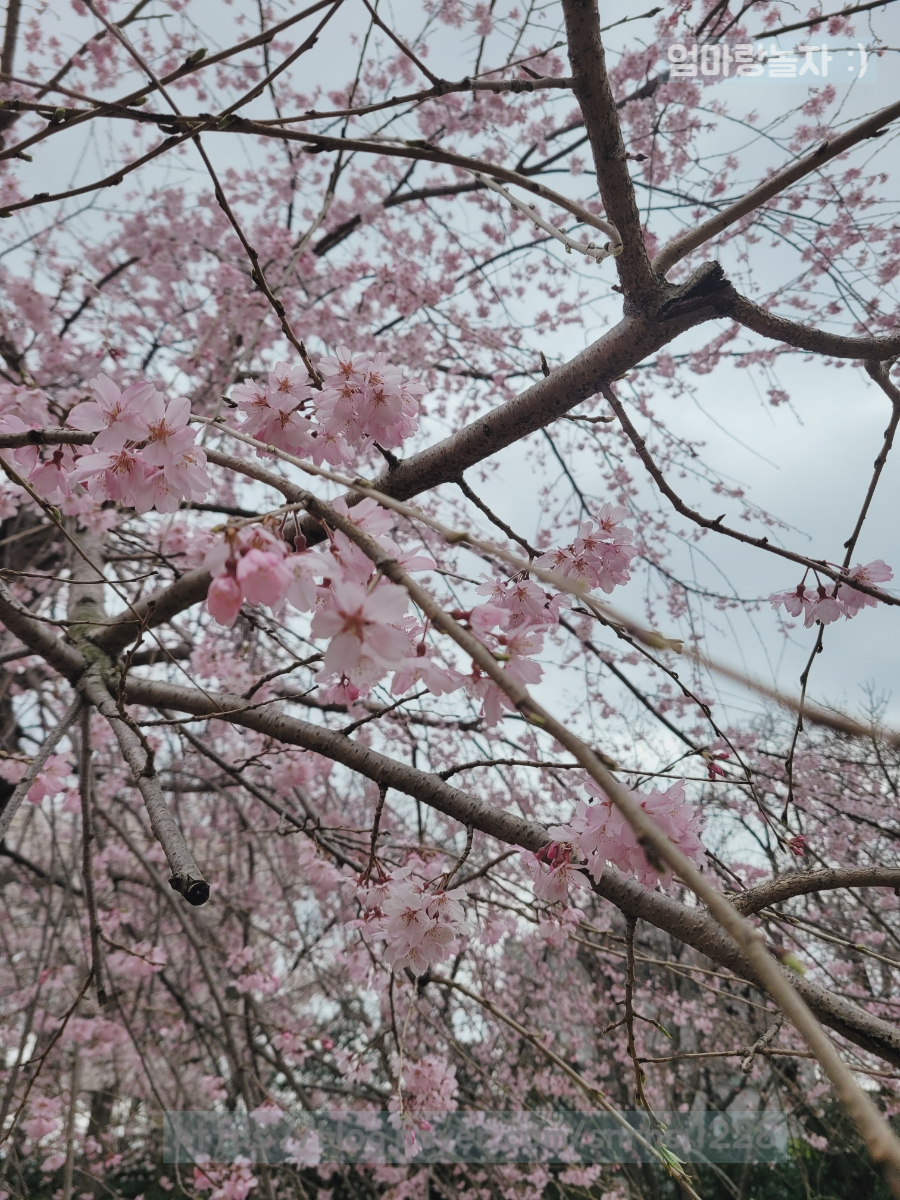 24년 진해군항제개화 [경화역 수양벚꽃 만개] 3월 25일 실시간벚꽃개화상황