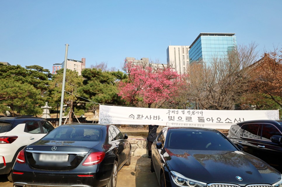 서울 매화 명소 봉은사 홍매화 만개 봄꽃구경