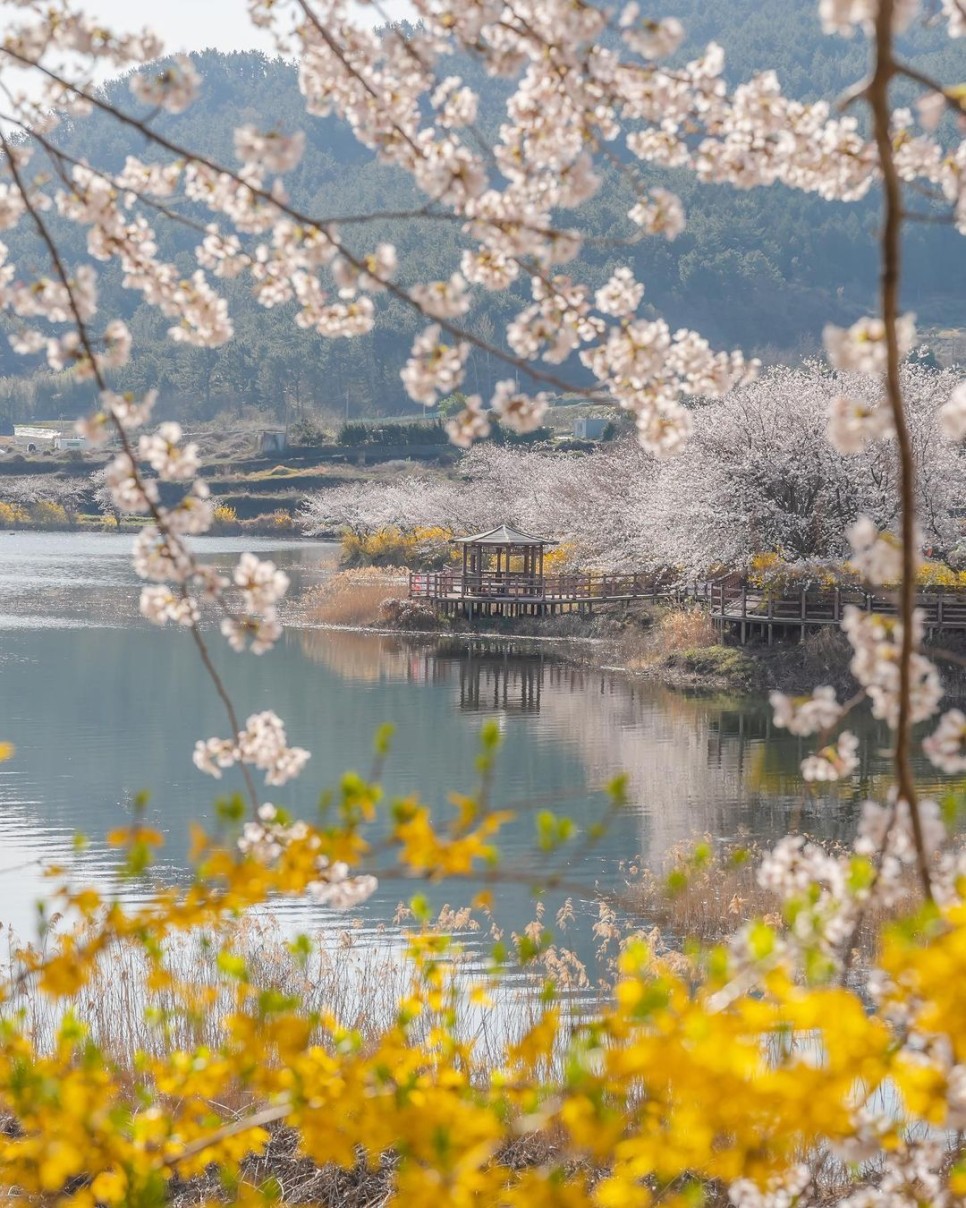 여수에서 즐기는 벚꽃 구경, 1박 2일 여수 여행코스