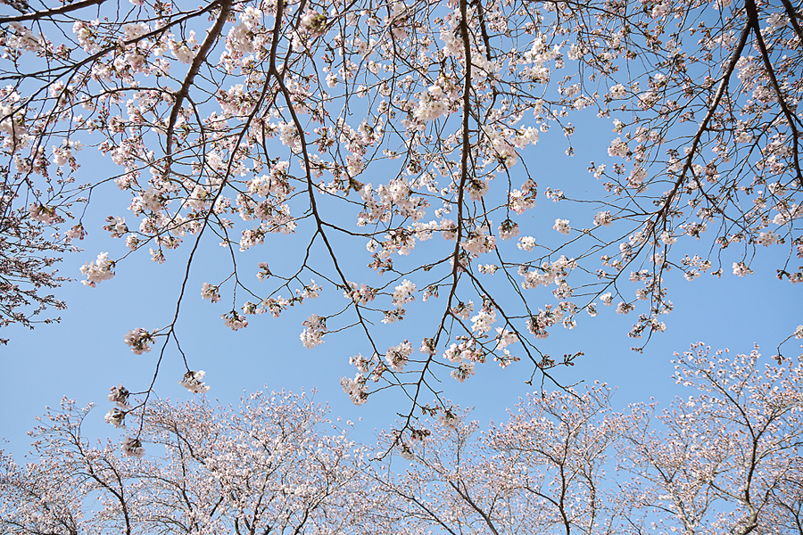 경주 벚꽃 흥무로 벚꽃길 주차 김유신장군묘 실시간 벚꽃 개화시기 벚꽃명소