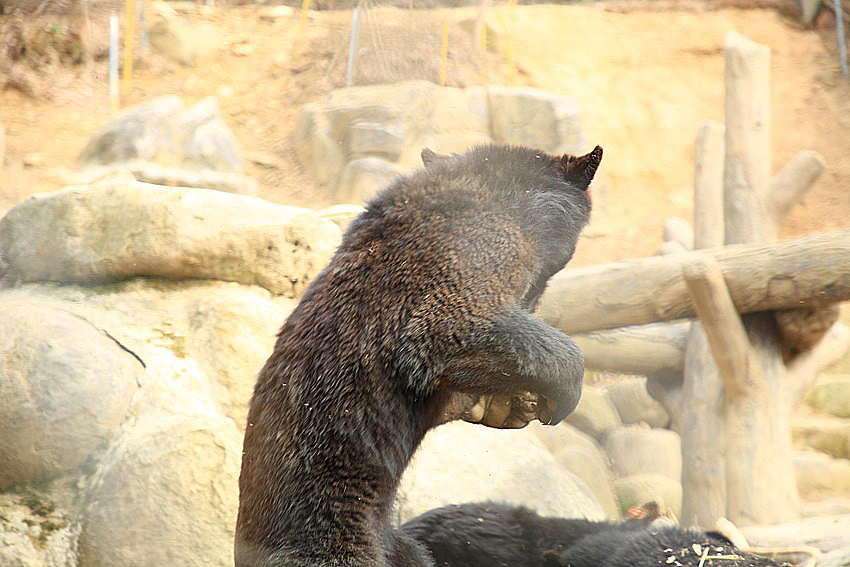 겨울잠에서 깨어난 3일째 된 반달가슴곰, 국립공원야생생물보전원
