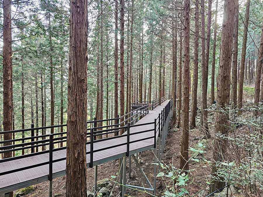 광주근교 가볼만한곳 화순 무등산 편백자연휴양림 산림욕장 편백나무숲