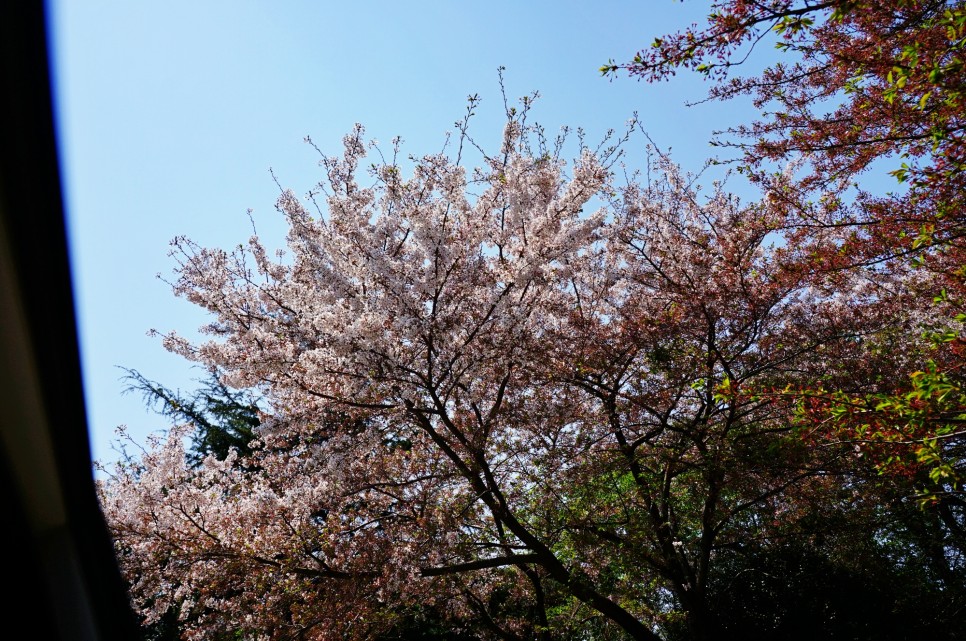 2024 벚꽃 개화시기 만개시기 부산 경주 벚꽃 명소 모음
