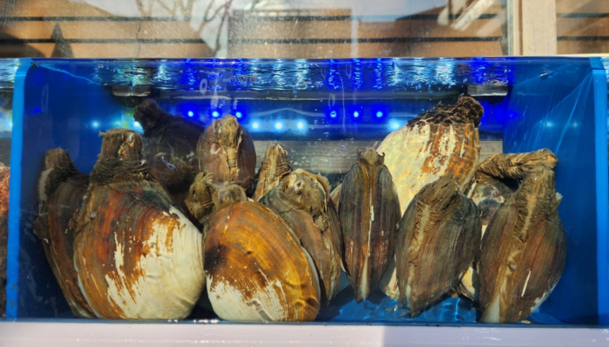 일산 활 아귀회 맛집 동해안 자연산 해산물 전문점