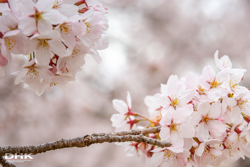 경주 벚꽃 겹벚꽃 명소 불국사 입장료 무료 국내 여행지 봄에 가볼만한곳 개화시기