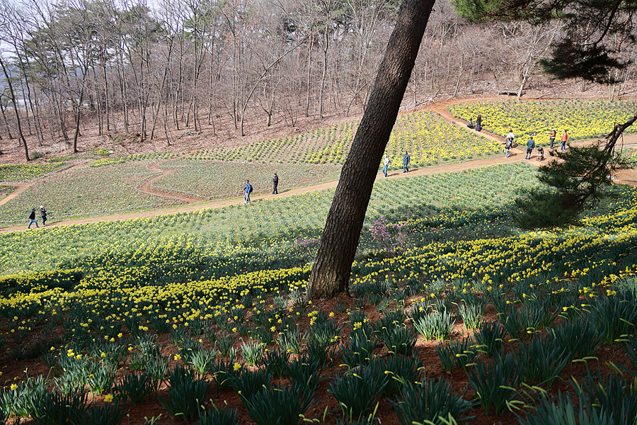 충남 서산 유기방가옥 수선화 축제 서산 명소 4월 꽃구경
