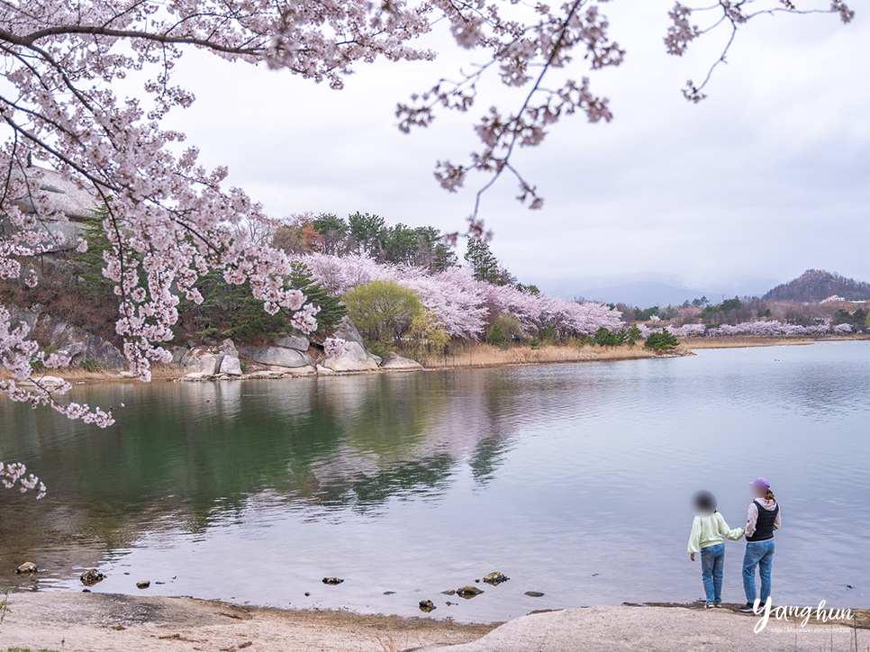 당일치기 속초 여행 코스 후기 속초 관광지 영랑호 벚꽃 축제 外