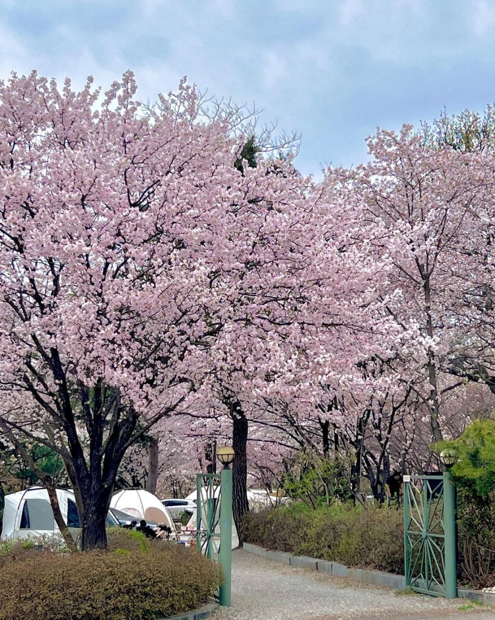 1박 2일 벚꽃 캠핑을 즐기는 서울 근교 캠핑장 4곳 추천