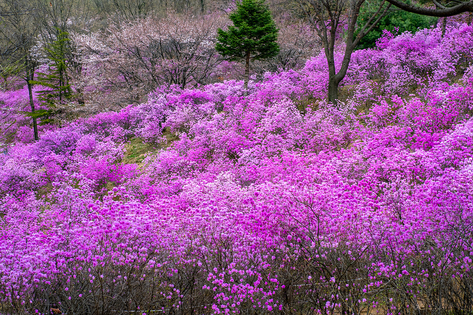 부천 가볼만한곳 원미산 진달래축제 꽃구경 주차 정보