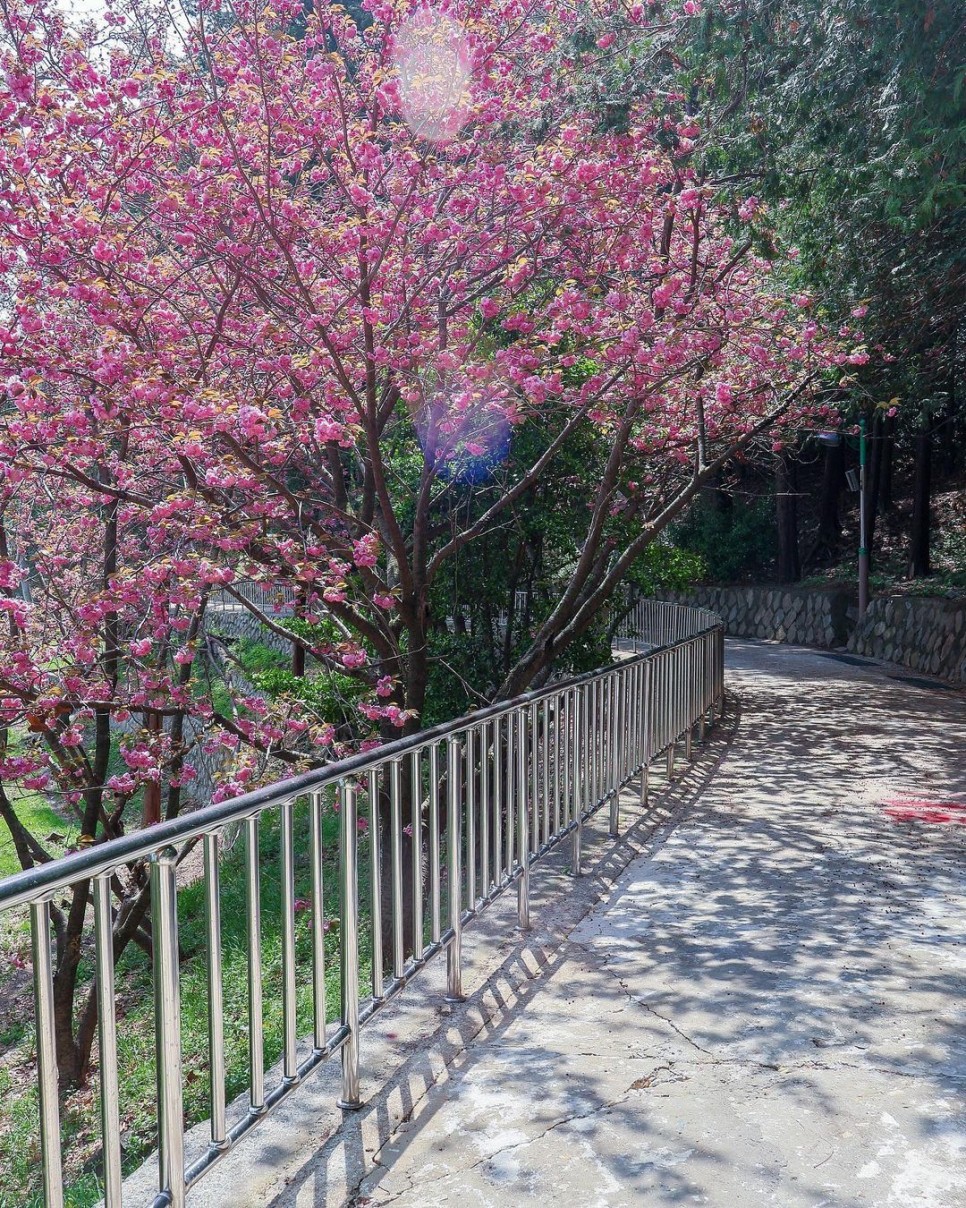 부산역 근처 가볼 만한 곳, 겹벚꽃과 야경을 한 번에 즐기는 부산 뚜벅이 여행