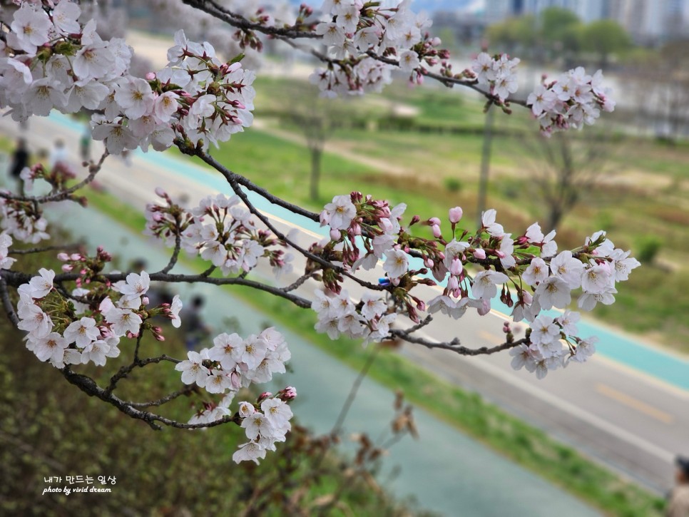 서울 경치좋은곳 안양천 벚꽃엔딩 벚꽃 절정 바라보며 걷기 좋은길