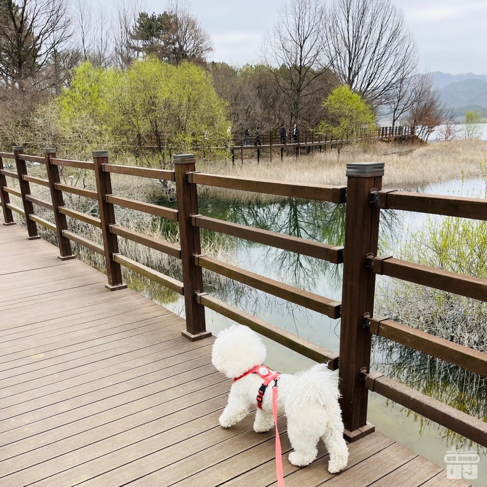 대전 동구 대청호 반려동물과 산책하기 좋은 명상정원