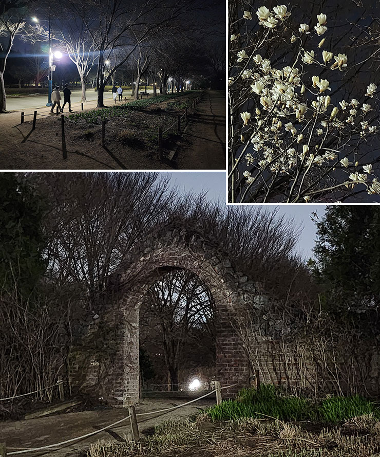 인천 꽃구경 인천대공원 벚꽃 봄 꽃구경 개화시기 쫌 늦음