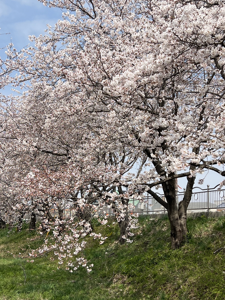 서울근교 가볼만한곳  4월 꽃구경 서산 호수공원 & 해미 벚꽃축제 서산 놀거리