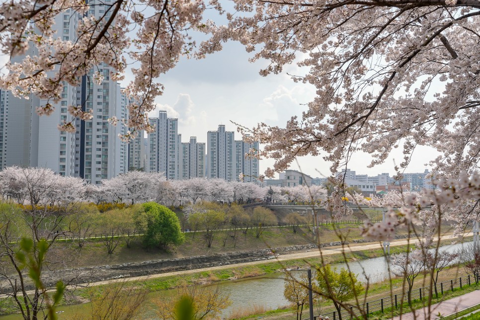 서울벚꽃명소 올림픽공원부터 아산병원 뚝방 성내천 벚꽃길 송파둘레길 실시간