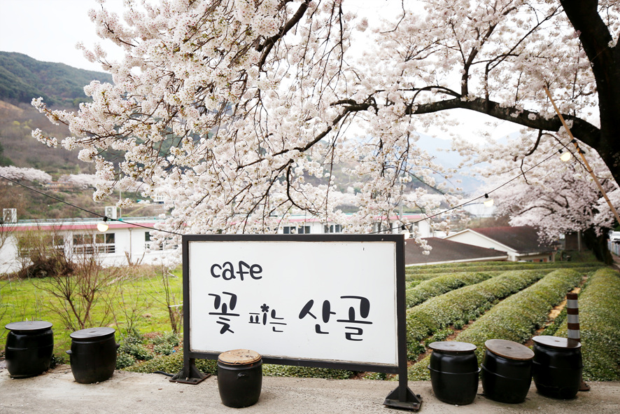 경남 하동 십리벚꽃길 명소 실시간 만개 CCTV 상황 주차 팁