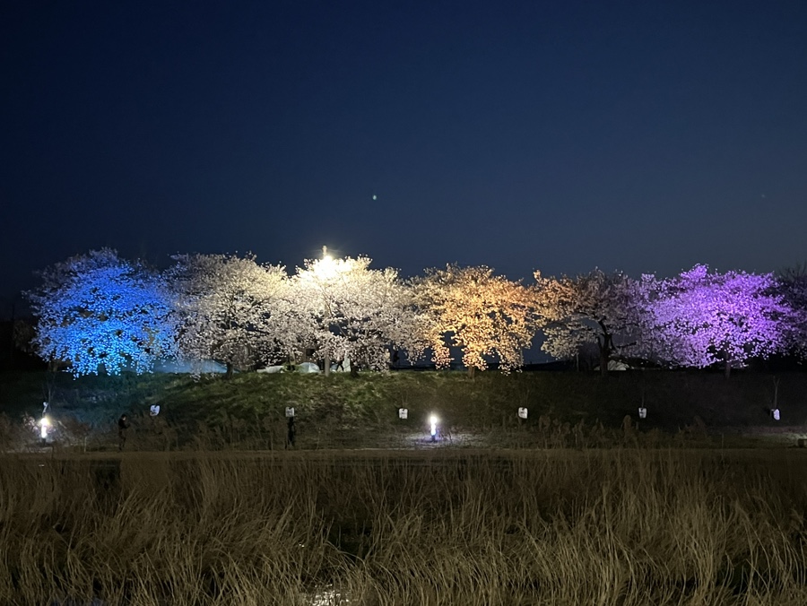 서울근교 가볼만한곳  4월 꽃구경 서산 호수공원 & 해미 벚꽃축제 서산 놀거리