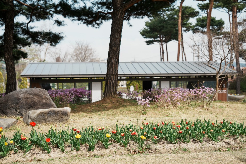 대전 여행지 유림공원 화훼원 튤립꽃밭과 봄꽃 풍경