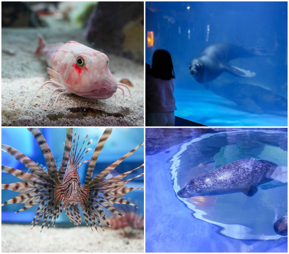제주 동쪽 가볼만한곳 아쿠아플라넷 제주 4월 제주도 핫플레이스
