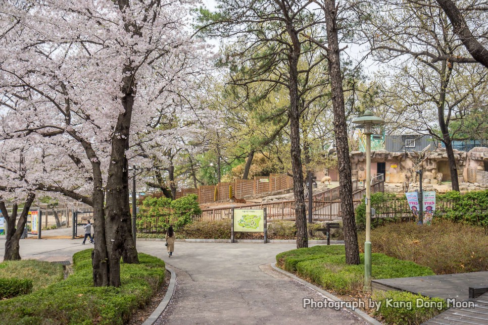 4월 서울 가볼만한곳 아기랑 갈만한곳 서울 벚꽃 명소 초등학생 어린이대공원 동물원