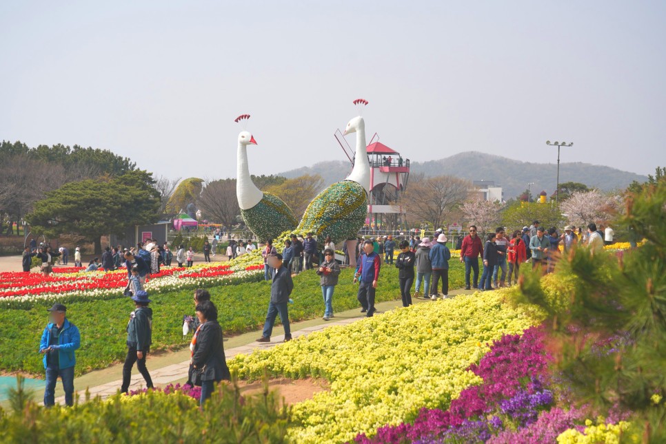 2024 태안 튤립축제 안면도 꽃박람회 기간 충남 봄꽃 여행지 코리아플라워파크 안면도 여행코스