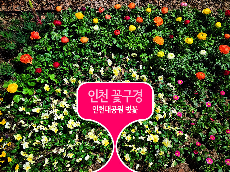 인천 꽃구경 인천대공원 벚꽃 봄 꽃구경 개화시기 쫌 늦음