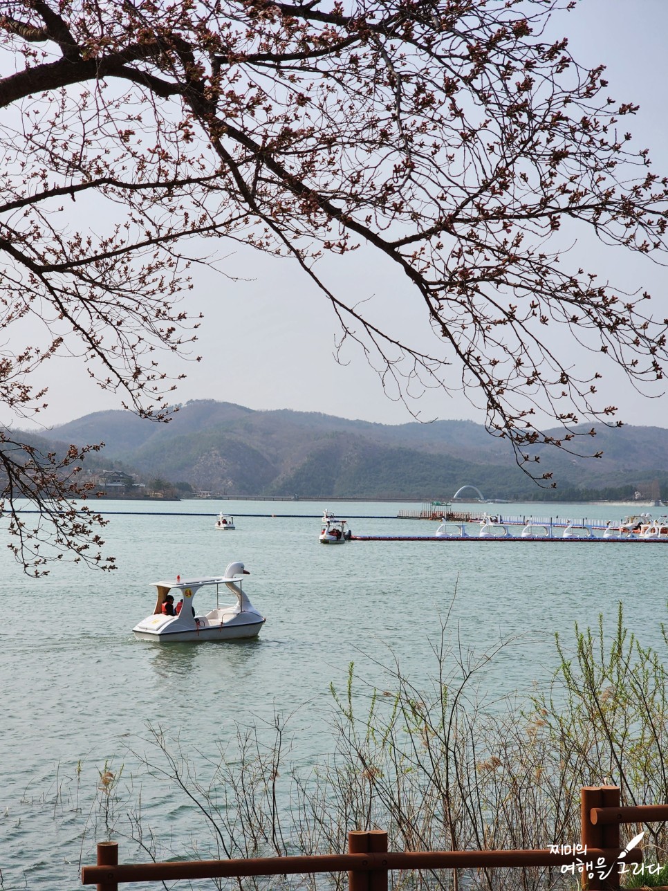 경주 보문단지 벚꽃 축제 보문관광단지 보문호 호수 명소 실시간 개화상황