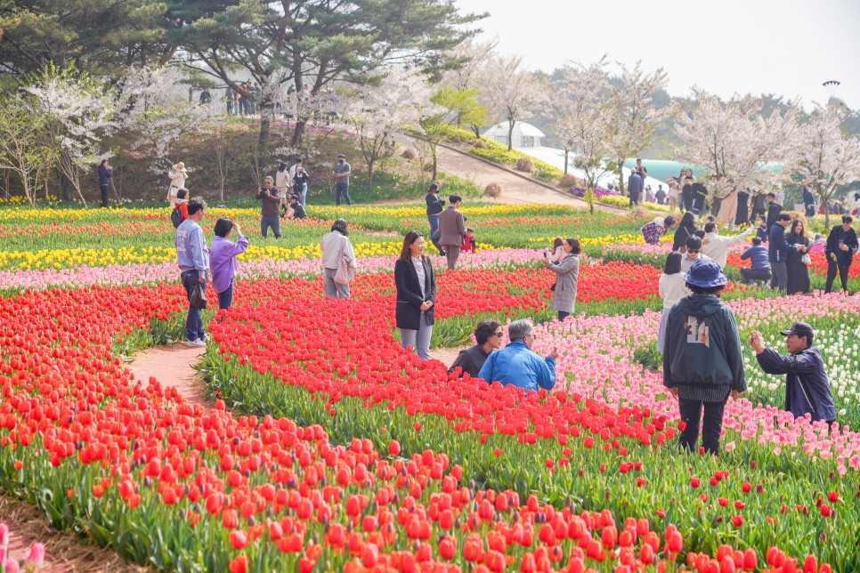 2024 태안 튤립축제 안면도 꽃박람회 기간 충남 봄꽃 여행지 코리아플라워파크 안면도 여행코스