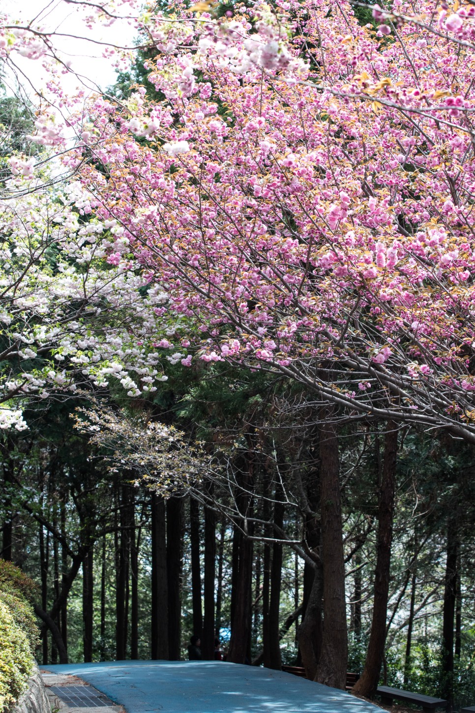 부산역 근처 가볼 만한 곳, 겹벚꽃과 야경을 한 번에 즐기는 부산 뚜벅이 여행