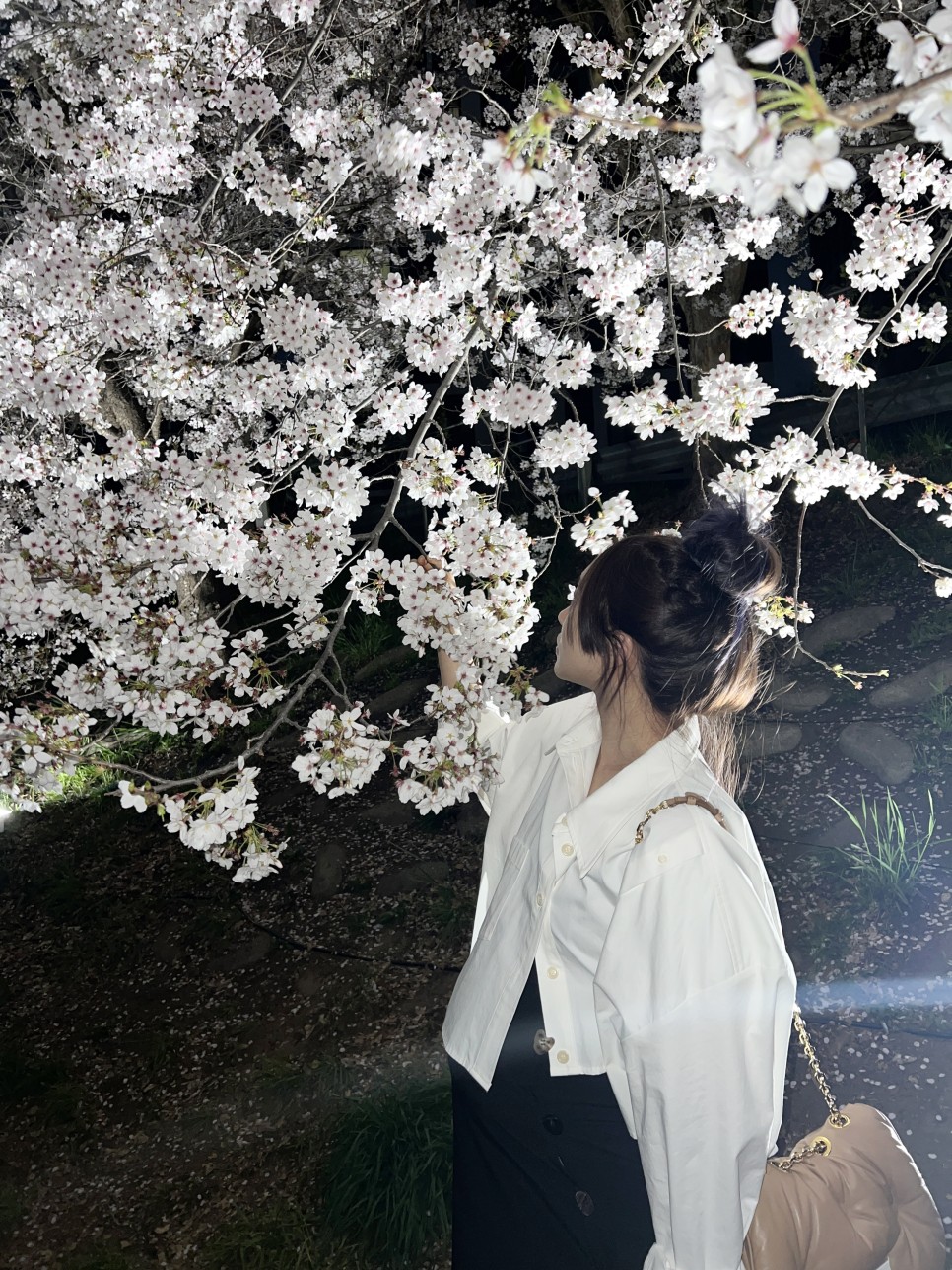 천안 벚꽃 명소 원성천 사진스팟 공유 ! 밤산책하기 딱 좋아