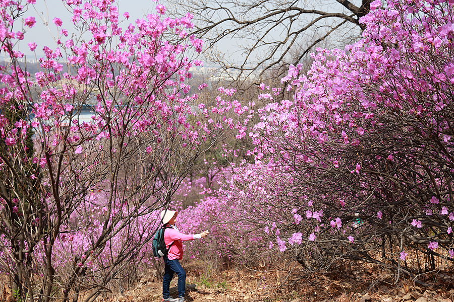부천 원미산 진달래꽃축제 진달래동산 놀거리 부천 가볼만한곳 데이트코스