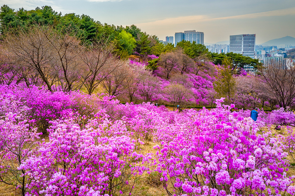 부천 가볼만한곳 원미산 진달래축제 꽃구경 주차 정보
