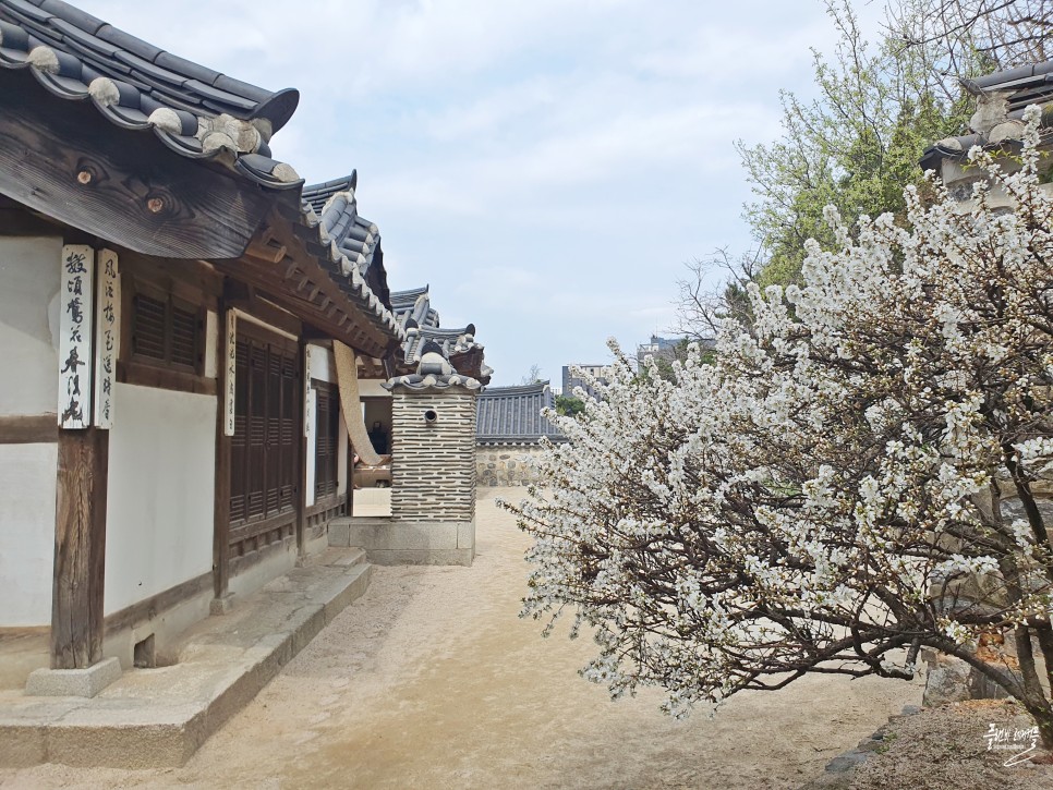 서울 벚꽃 남산한옥마을 4월 서울 가볼만한곳 중구 남산골한옥마을
