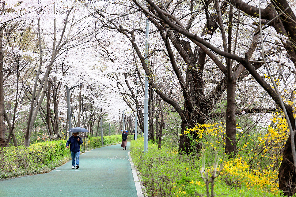 양재천 벚꽃 서울 봄 나들이 주말 갈만한곳