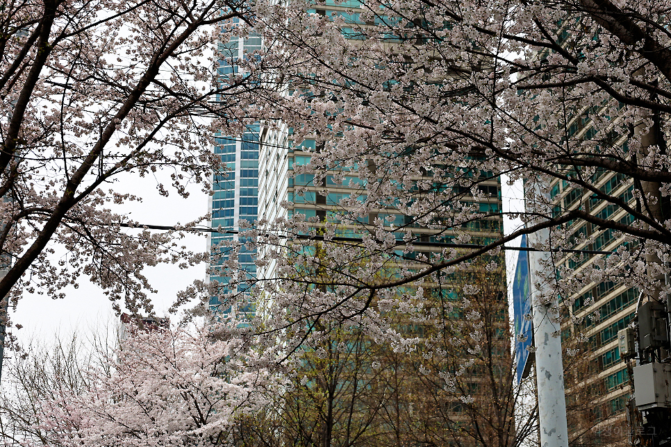 양재천 벚꽃 서울 봄 나들이 주말 갈만한곳