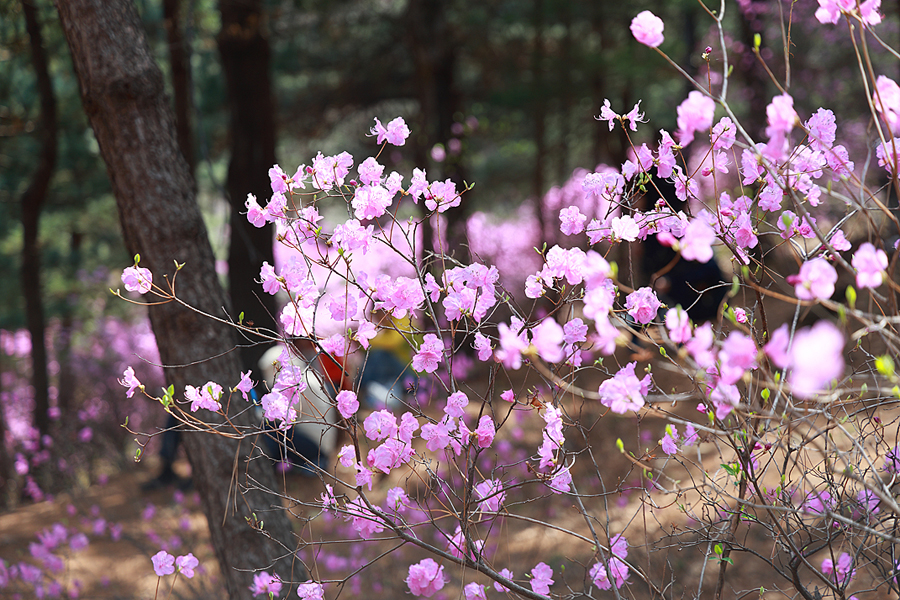 부천 원미산 진달래꽃축제 진달래동산 놀거리 부천 가볼만한곳 데이트코스