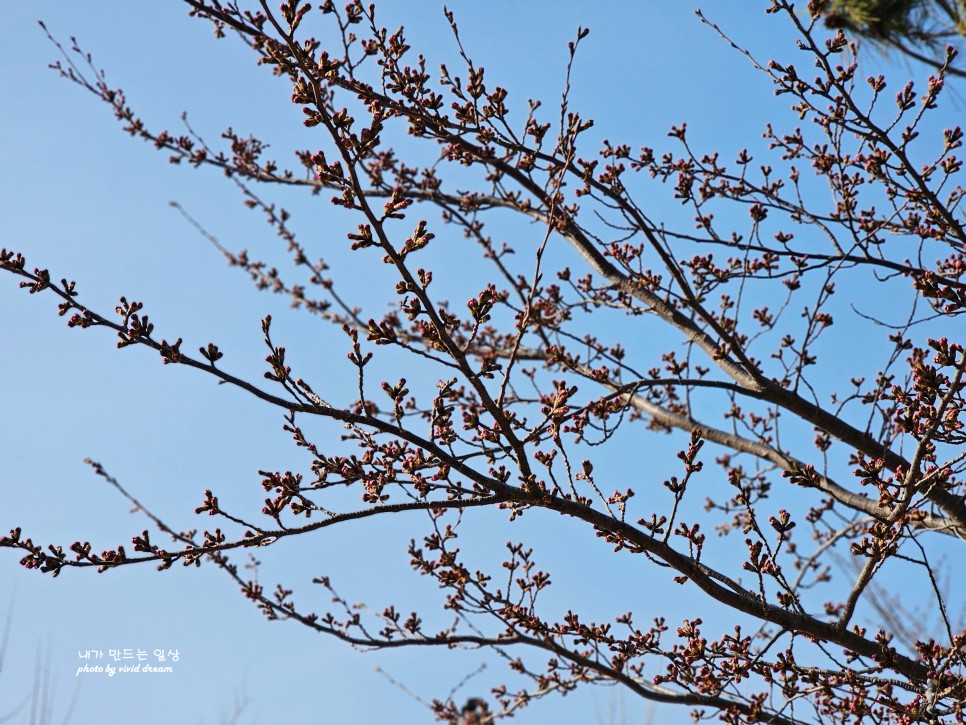 속초 벚꽃 명소 갈만한곳 영랑호수윗길 영랑호 벚꽃축제 실시간 개화 현황