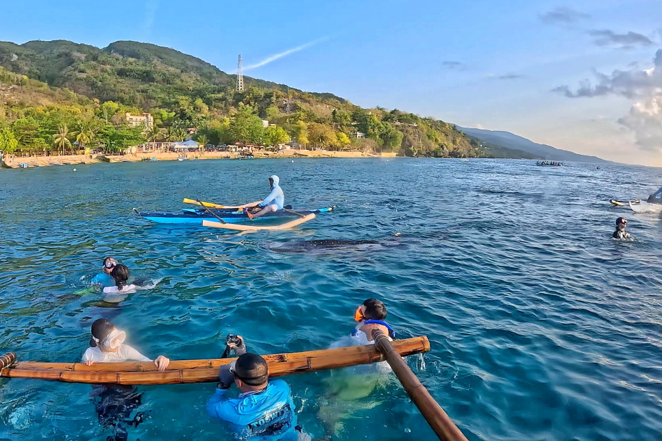 필리핀 세부 고래상어 투어 오슬롭 비용 세부 캐녀닝 다이빙 후기
