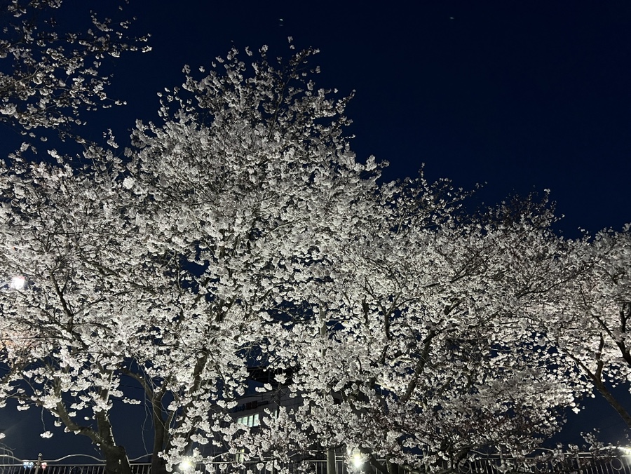 서울근교 가볼만한곳  4월 꽃구경 서산 호수공원 & 해미 벚꽃축제 서산 놀거리