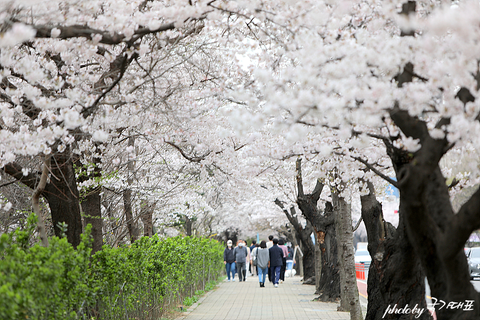 2024 영등포 여의도 벚꽃 봄꽃축제 여의도윤중로벚꽃 개화 상황