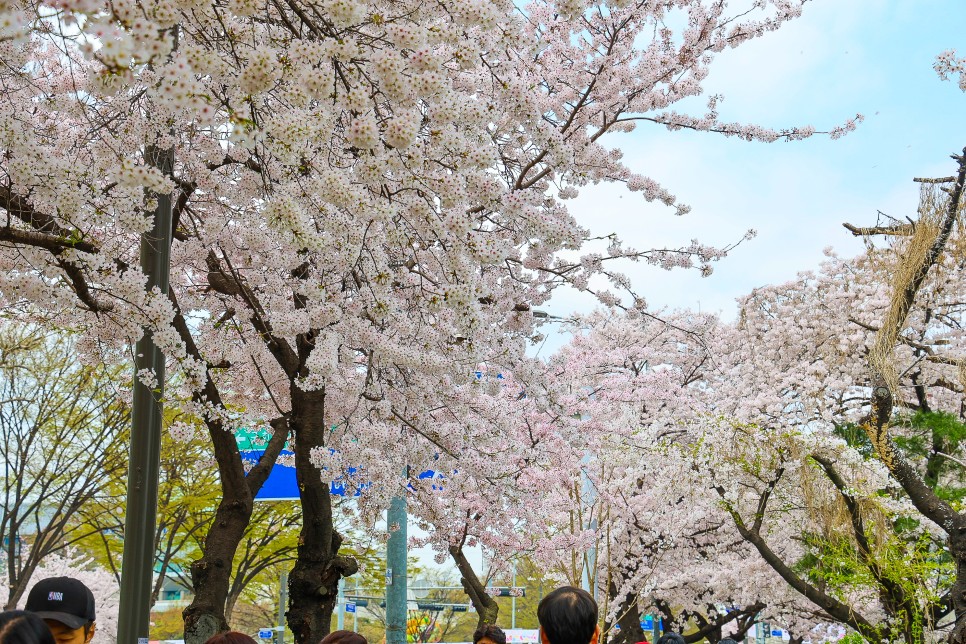 여의도 벚꽃 축제 계속 여의도 윤중로 벚꽃 만개 4월5일 실시간