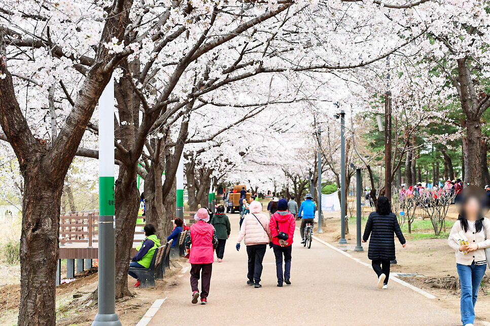 수원 가볼만한곳 수원 벚꽃 명소 만석공원 경기도 나들이