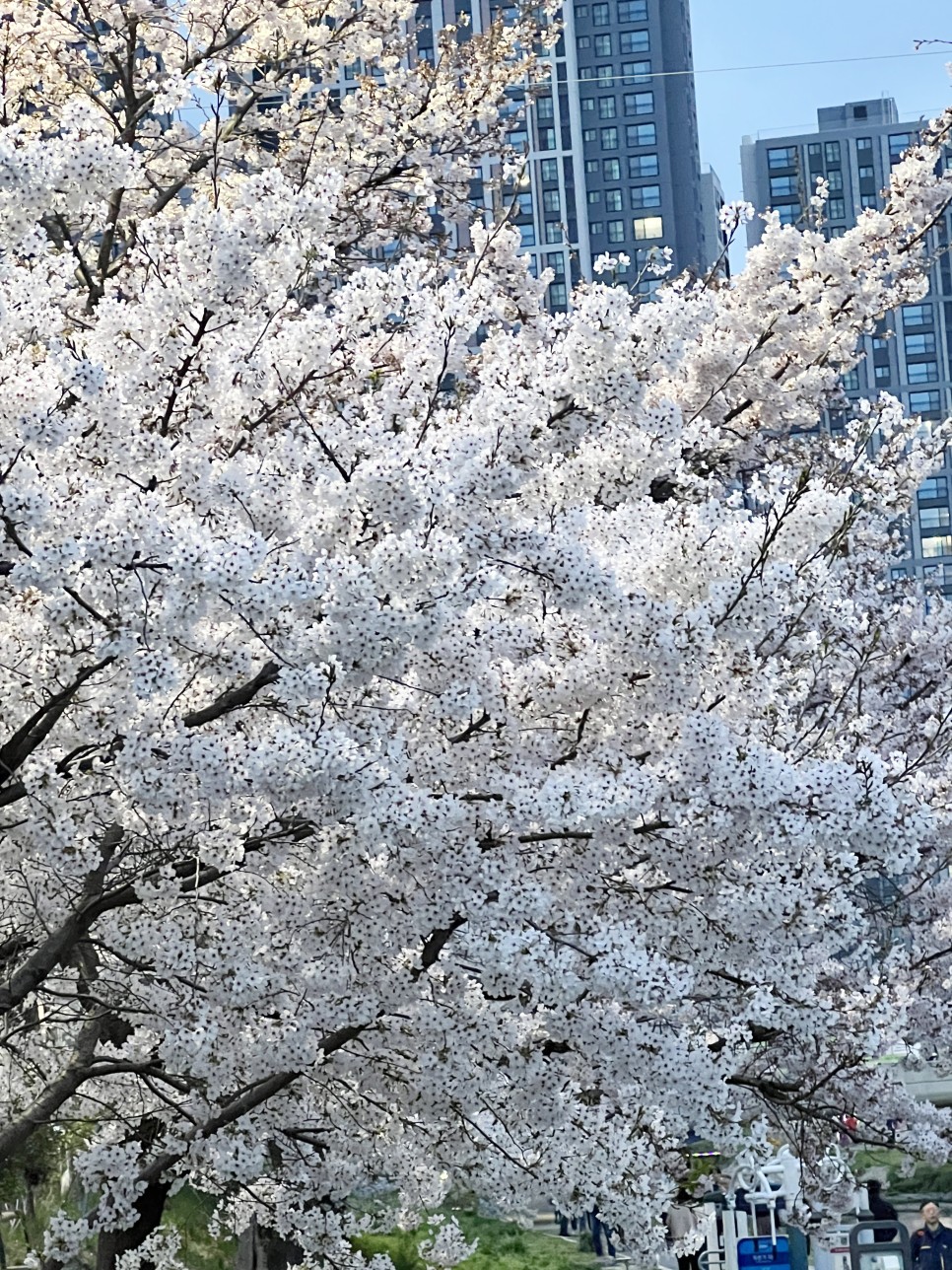 천안 벚꽃 명소 원성천 사진스팟 공유 ! 밤산책하기 딱 좋아