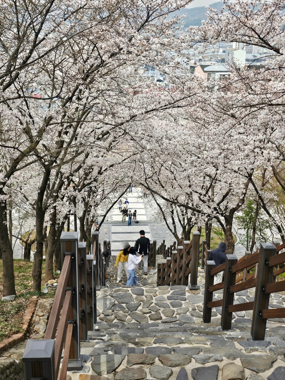 대구 벚꽃 명소 돌계단 벚꽃길 대구 침산공원 2024년 4월 2일