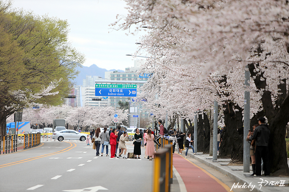 2024 영등포 여의도 벚꽃 봄꽃축제 여의도윤중로벚꽃 개화 상황